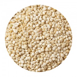 White Sorghum